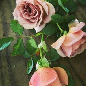 Meet your Posher, Kemesha